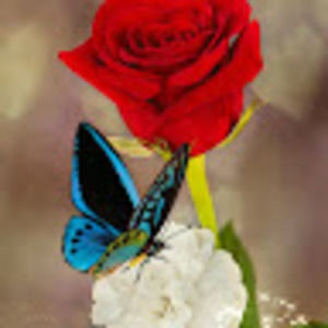 Meet your Posher, Sandra